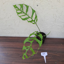 Load image into Gallery viewer, #RH Monstera Obliqua
