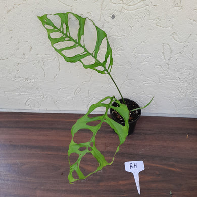 #RH Monstera Obliqua
