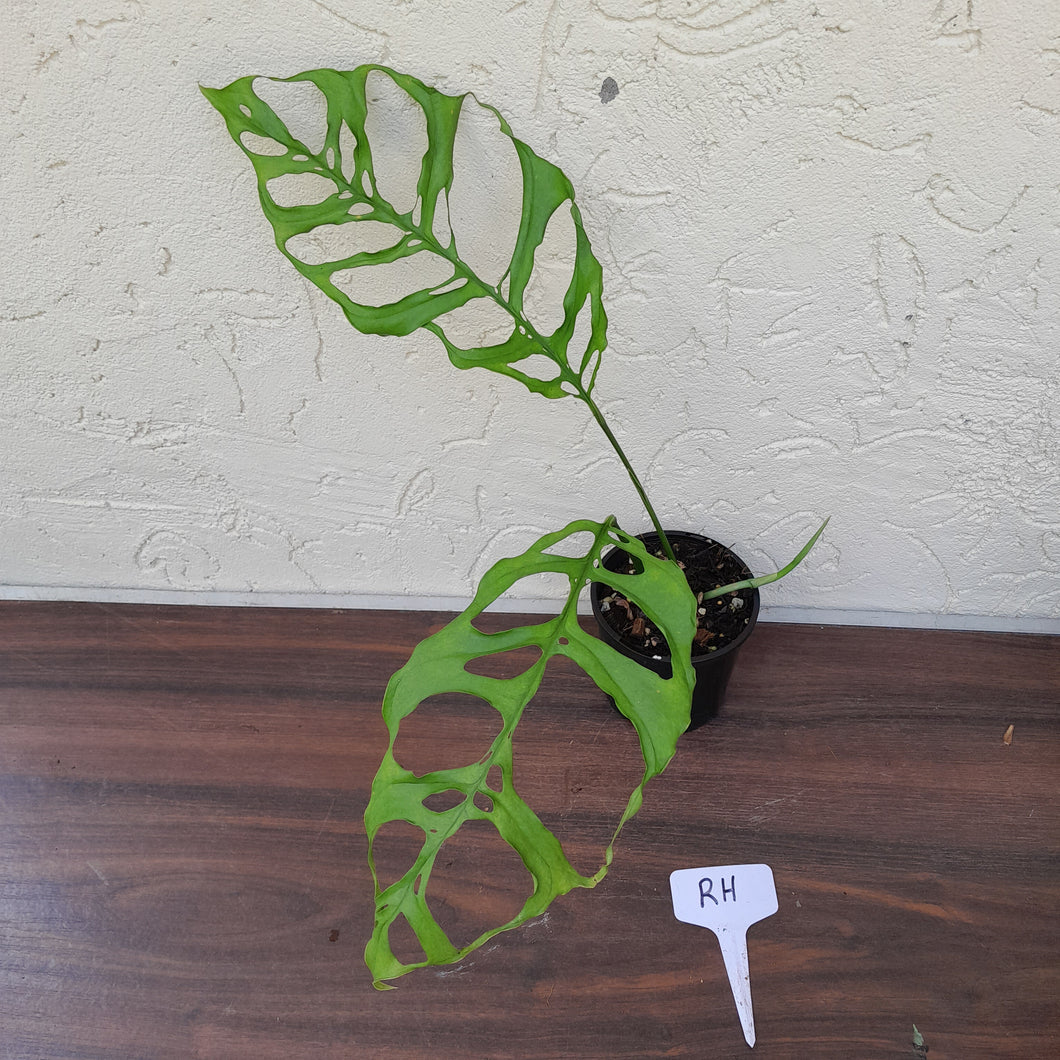 #RH Monstera Obliqua