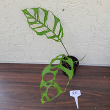 Load image into Gallery viewer, #RH Monstera Obliqua
