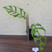 Load image into Gallery viewer, #RH Monstera Obliqua