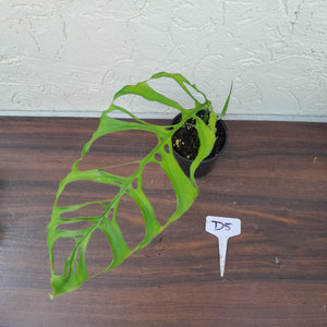 #D5 Monstera Obliqua