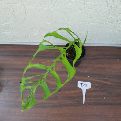 #D5 Monstera Obliqua