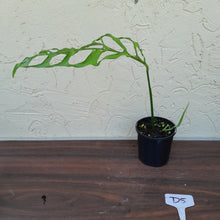 Load image into Gallery viewer, #D5 Monstera Obliqua
