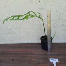 Load image into Gallery viewer, #D5 Monstera Obliqua