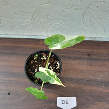 Load image into Gallery viewer, #D6 Albo Variegated Alocasia Sarian