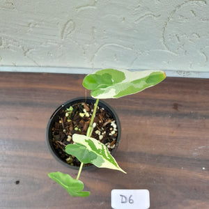 #D6 Albo Variegated Alocasia Sarian