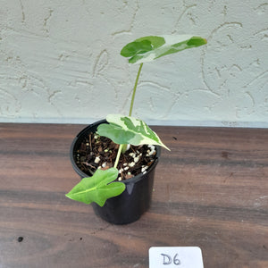 #D6 Albo Variegated Alocasia Sarian