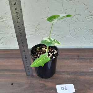 #D6 Albo Variegated Alocasia Sarian