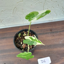Load image into Gallery viewer, #D6 Albo Variegated Alocasia Sarian