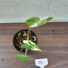 Load image into Gallery viewer, #D6 Albo Variegated Alocasia Sarian