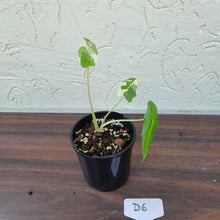 Load image into Gallery viewer, #D6 Albo Variegated Alocasia Sarian