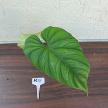 Load image into Gallery viewer, #R33 Philodendron Plowmanii