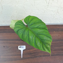 Load image into Gallery viewer, #R33 Philodendron Plowmanii