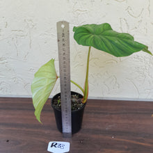 Load image into Gallery viewer, #R33 Philodendron Plowmanii