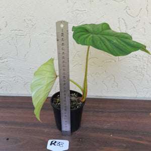#R33 Philodendron Plowmanii