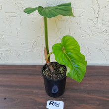 Load image into Gallery viewer, #R33 Philodendron Plowmanii