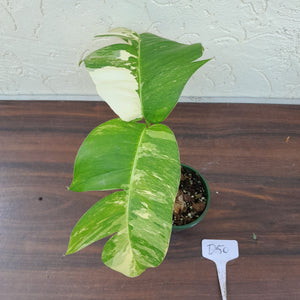 #D50 Variegated Epipremnum Pinnatum