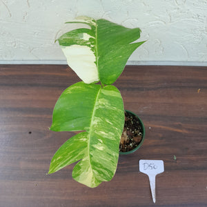 #D50 Variegated Epipremnum Pinnatum