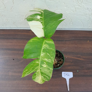 #D50 Variegated Epipremnum Pinnatum