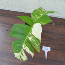 Load image into Gallery viewer, #D50 Variegated Epipremnum Pinnatum
