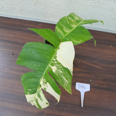 #D50 Variegated Epipremnum Pinnatum