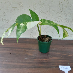 #D50 Variegated Epipremnum Pinnatum