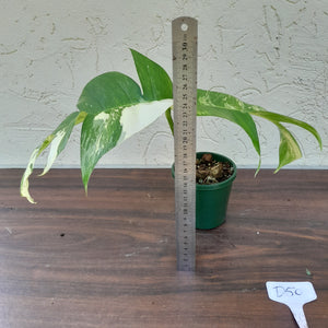 #D50 Variegated Epipremnum Pinnatum