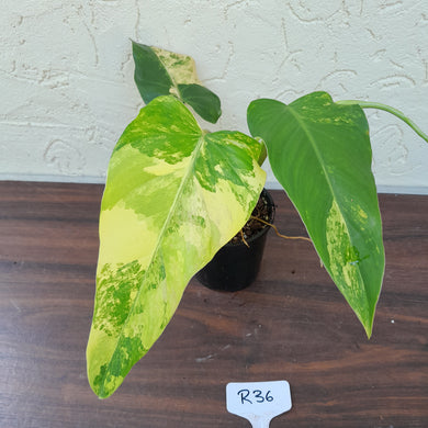 #R36 Variegated Philodendron Domesticum