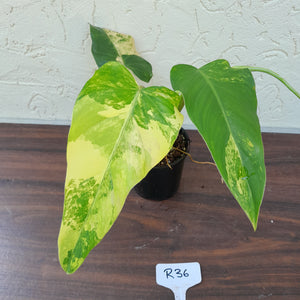 #R36 Variegated Philodendron Domesticum