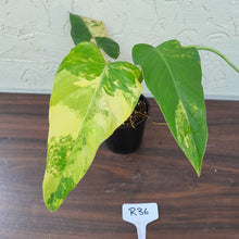 Load image into Gallery viewer, #R36 Variegated Philodendron Domesticum