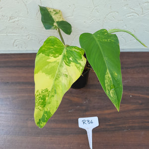 #R36 Variegated Philodendron Domesticum