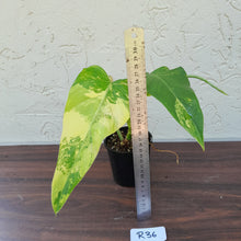 Load image into Gallery viewer, #R36 Variegated Philodendron Domesticum