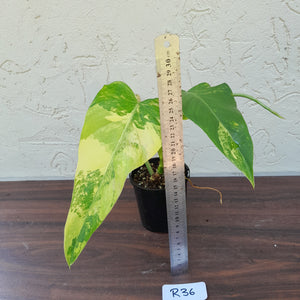 #R36 Variegated Philodendron Domesticum