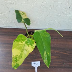 #R36 Variegated Philodendron Domesticum