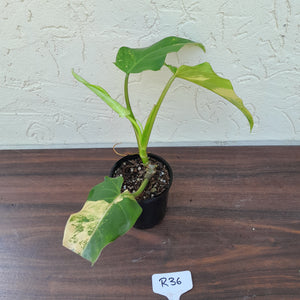 #R36 Variegated Philodendron Domesticum