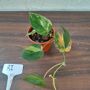 #RI Variegated Philodendron Micans