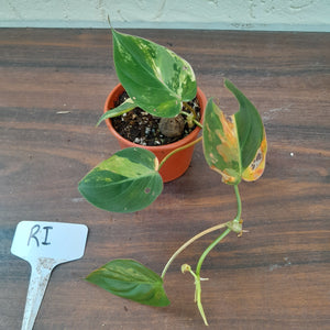 #RI Variegated Philodendron Micans