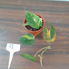 Load image into Gallery viewer, #RI Variegated Philodendron Micans