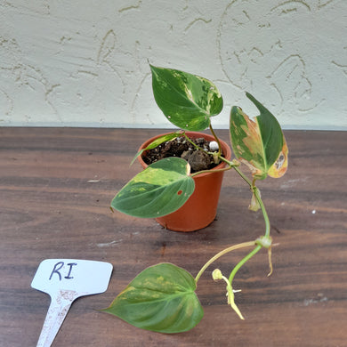 #RI Variegated Philodendron Micans