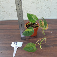 Load image into Gallery viewer, #RI Variegated Philodendron Micans