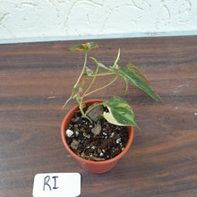 Load image into Gallery viewer, #RI Variegated Philodendron Micans