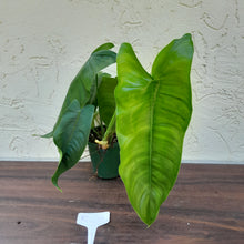 Load image into Gallery viewer, #RC Philodendron Sharoniae