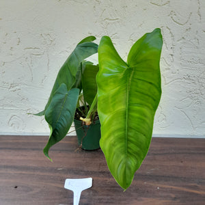 #RC Philodendron Sharoniae
