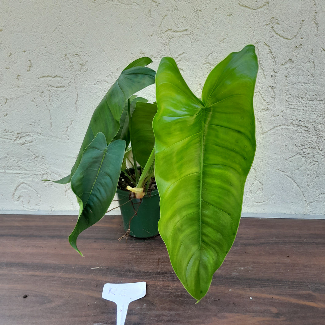 #RC Philodendron Sharoniae