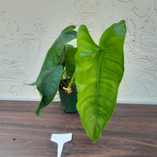 Load image into Gallery viewer, #RC Philodendron Sharoniae