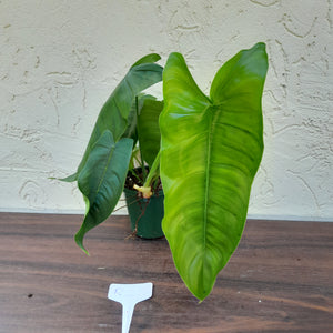 #RC Philodendron Sharoniae