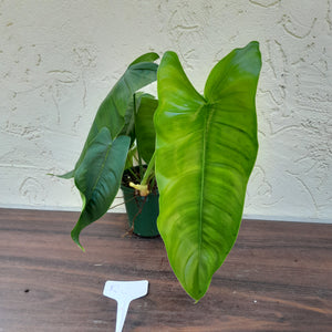 #RC Philodendron Sharoniae