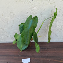 Load image into Gallery viewer, #RC Philodendron Sharoniae