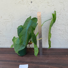 Load image into Gallery viewer, #RC Philodendron Sharoniae